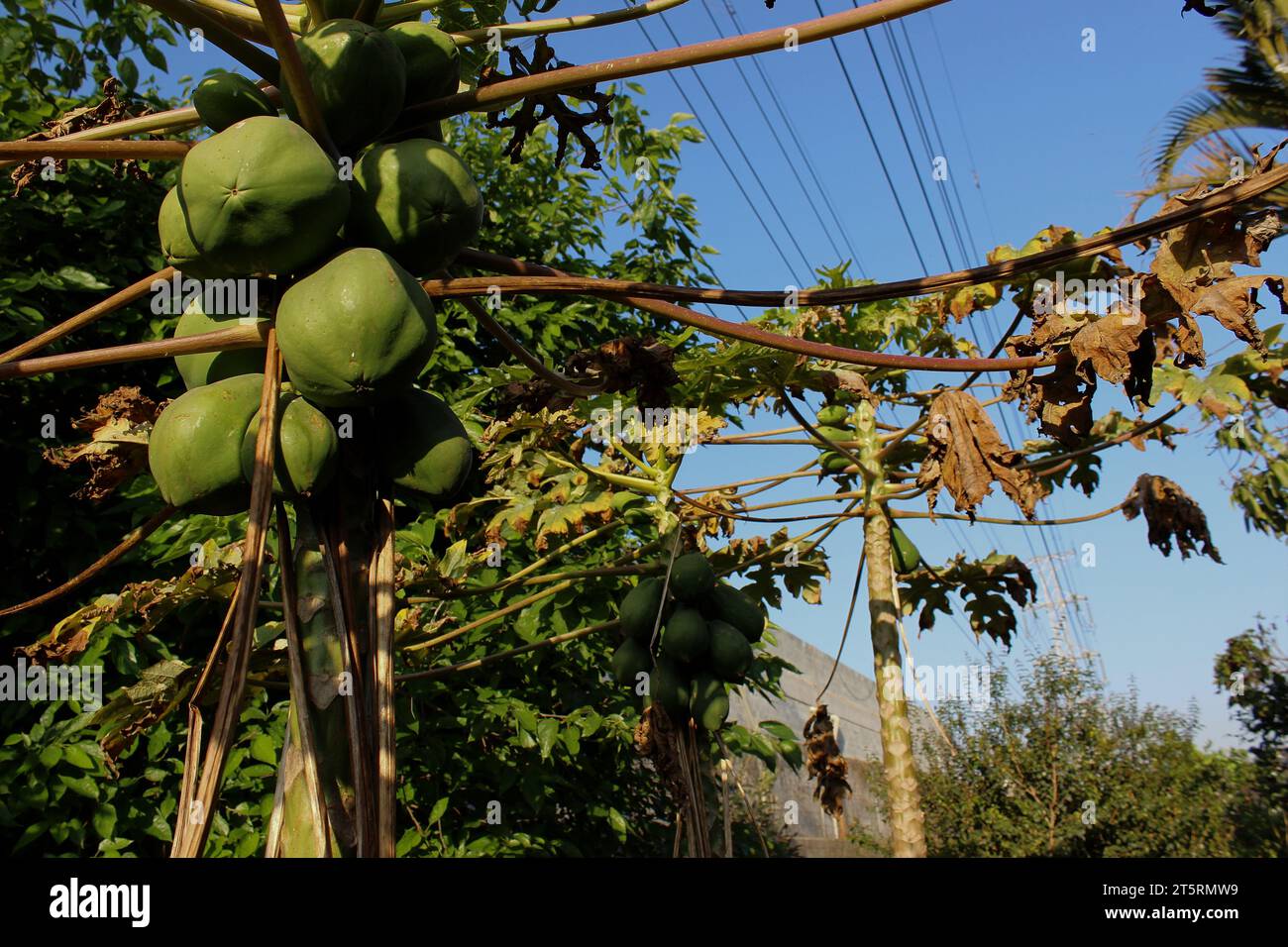 Alberi di papaia con frutti verdi di papaia, coltivati in un frutteto biologico su un terreno urbano sito di rete elettrica nella città di São Paolo. Foto Stock