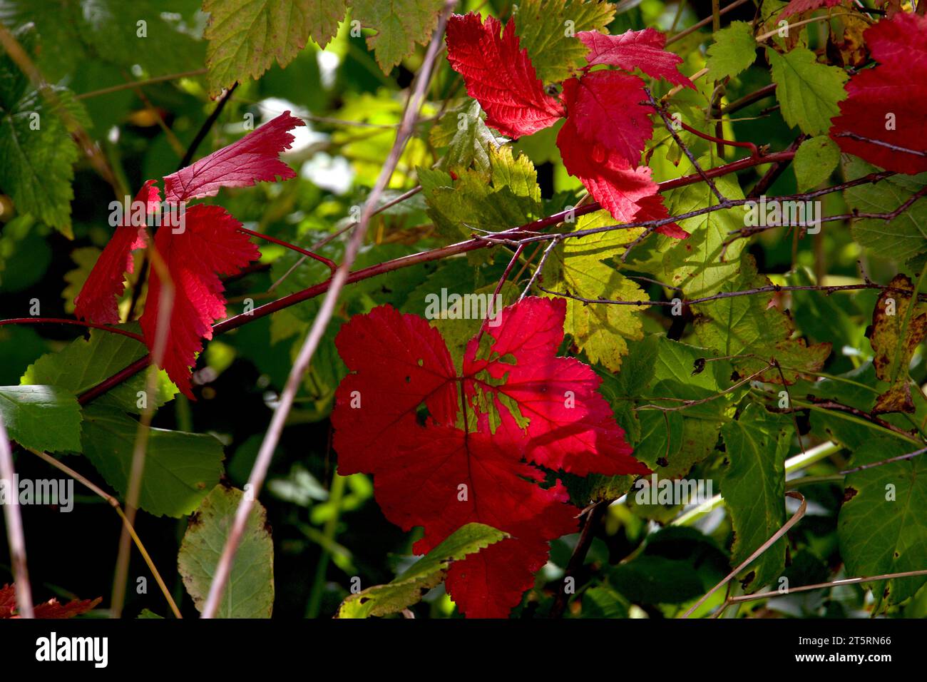 Il verde autunnale diventa rosso sulle foglie in ottobre Foto Stock