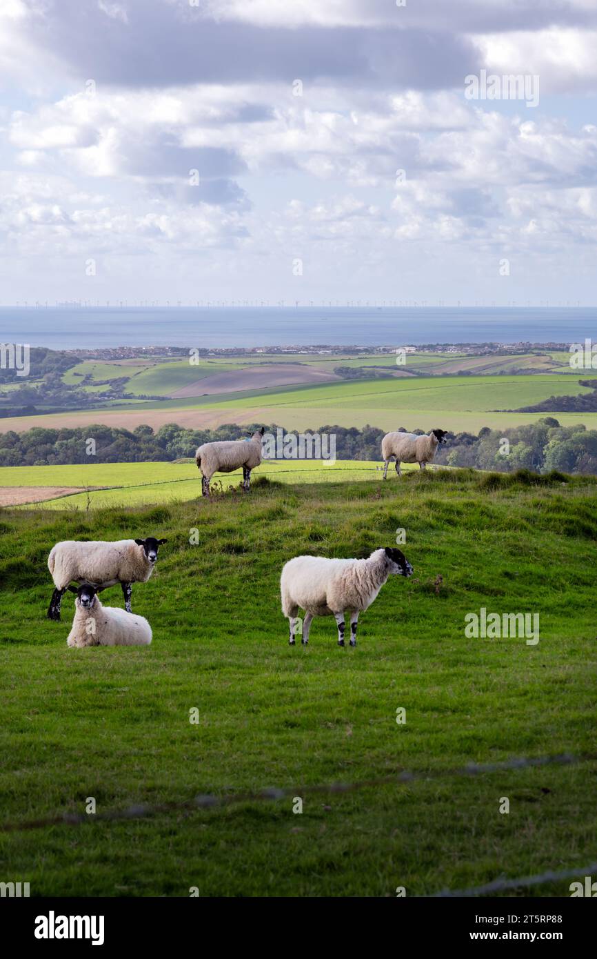 Pecore in un campo sulle South Downs in autunno, nell'East Sussex, in Inghilterra, e una vista sul Canale della Manica. Camminando sulla South Downs Way. Foto Stock