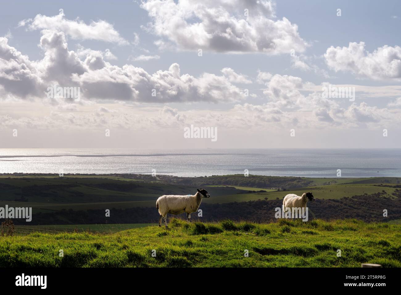 Due pecore in un campo sulle South Downs in autunno, nell'East Sussex, in Inghilterra, e una vista sul Canale della Manica. Camminando sulla South Downs Way. Foto Stock