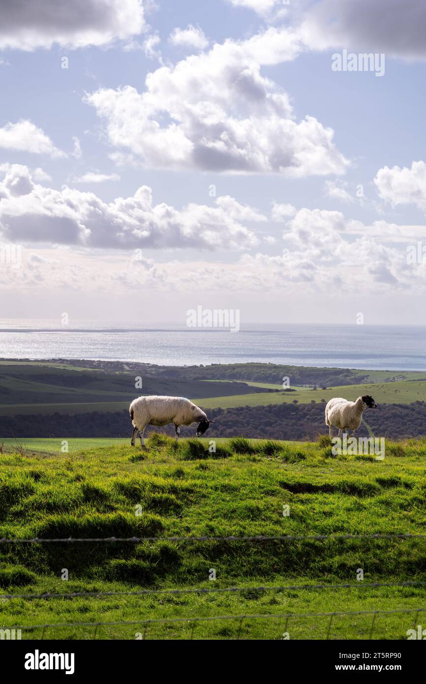 Due pecore in un campo sulle South Downs in autunno, nell'East Sussex, in Inghilterra, e una vista sul Canale della Manica. Camminando sulla South Downs Way. Foto Stock