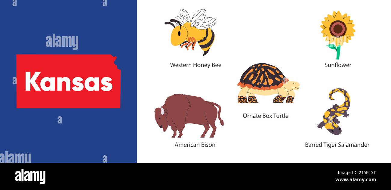 stati del Kansas con simbolo di girasole scatola decorata di bisonti americani, tigre barrata di tartaruga, salamandra, miele, illustrazione delle api Illustrazione Vettoriale
