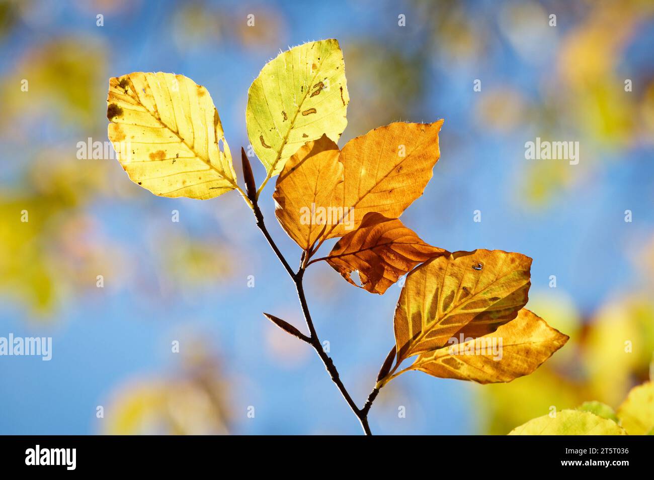 bellissime foglie verdi, gialle, arancioni e marroni di un faggio in autunno su un cielo azzurro e limpido su sfondo sfocato Foto Stock