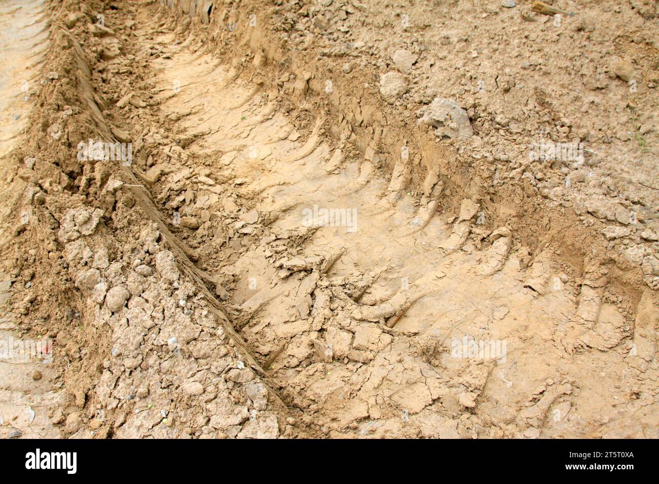 ruggiti sulla terra, primo piano della foto Foto Stock