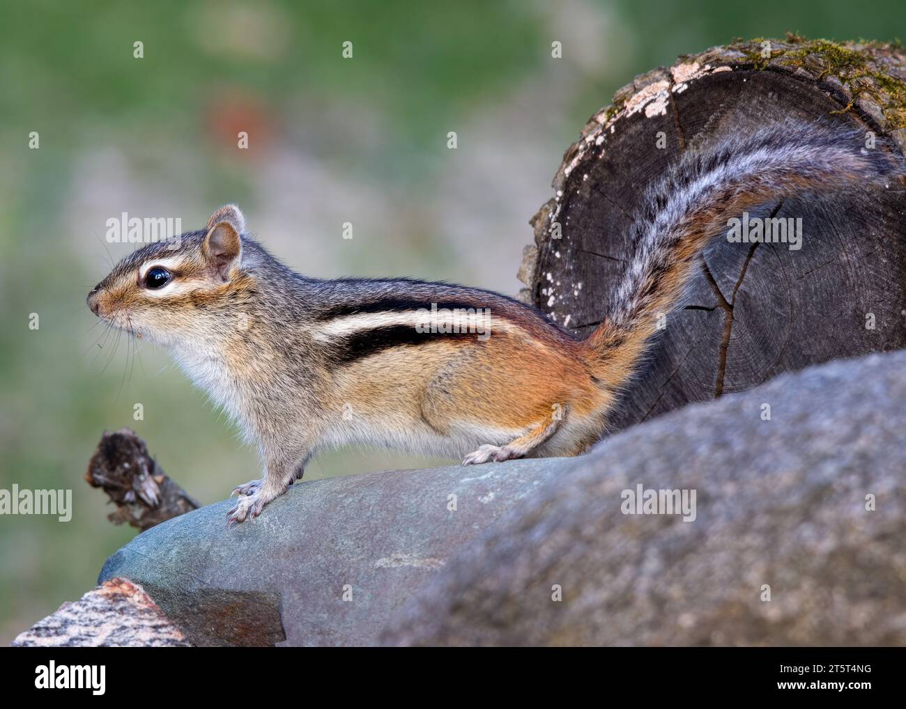 Grazioso primo piano di un Chipmunk (Tamias) in posa per una foto mentre si siede su una grande roccia nella Chippewa National Forest, nel nord del Minnesota USA Foto Stock