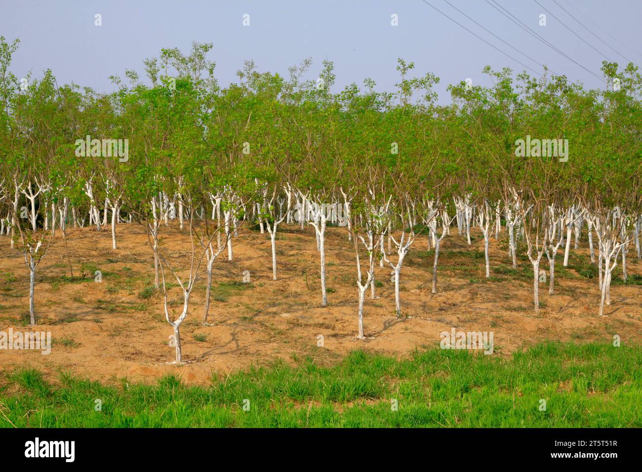 Piantine nel vivaio, primo piano della foto Foto Stock