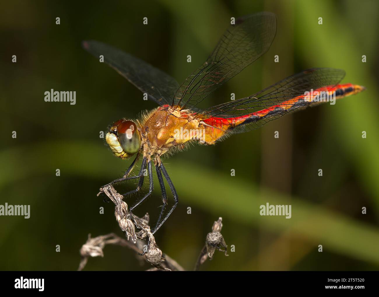 Primo piano di una Dragonfly di rubino Meadowhawk (Sympetrum rubicundulum) arroccata sulla punta di erbacce essiccate nel nord del Minnesota negli Stati Uniti Foto Stock