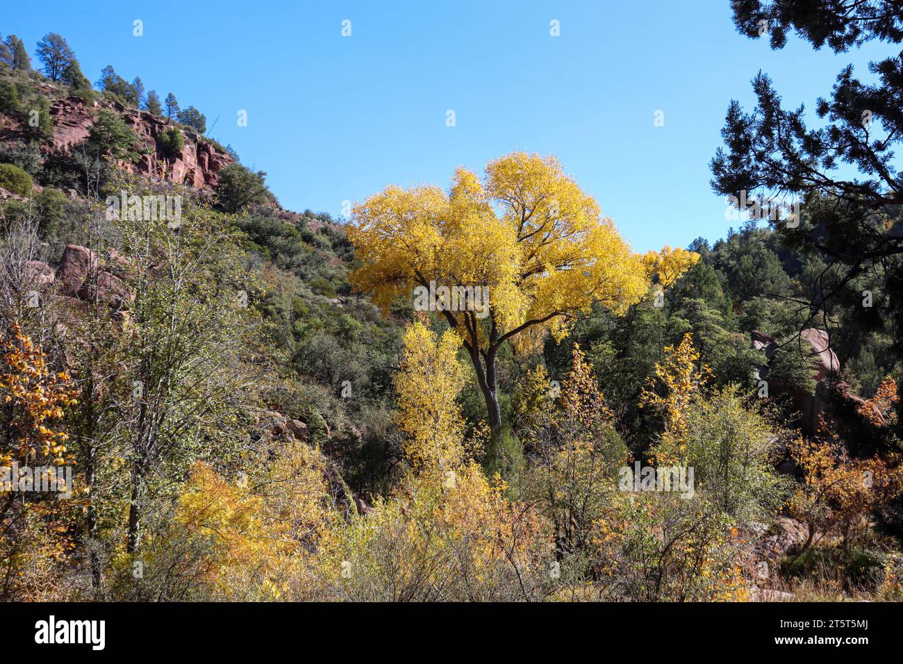 Vista del fogliame autunnale presso l'East Verde River nelle tenute Verde di Payson, Arizona. Foto Stock