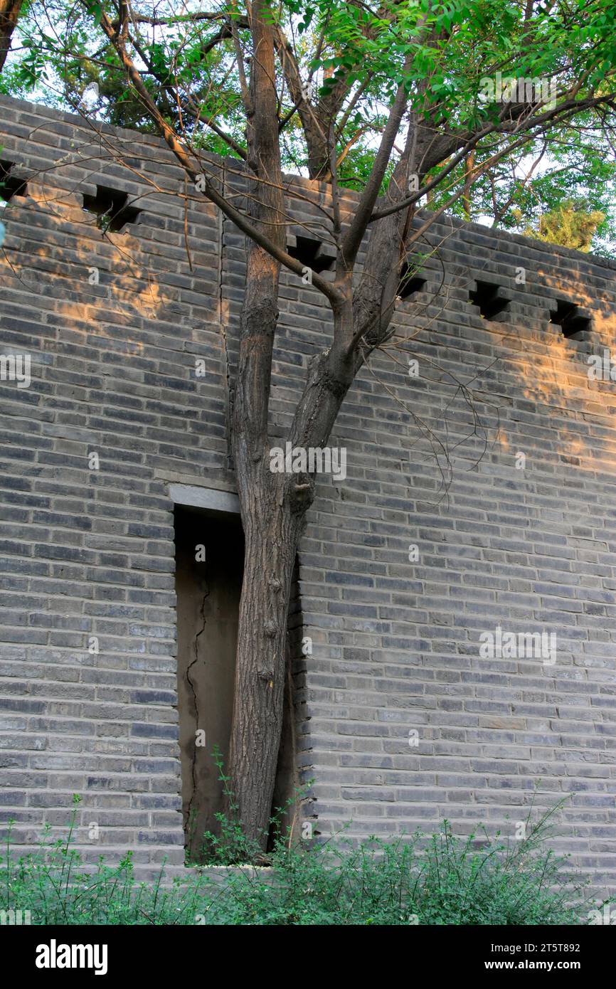 muri e alberi, primo piano della foto Foto Stock