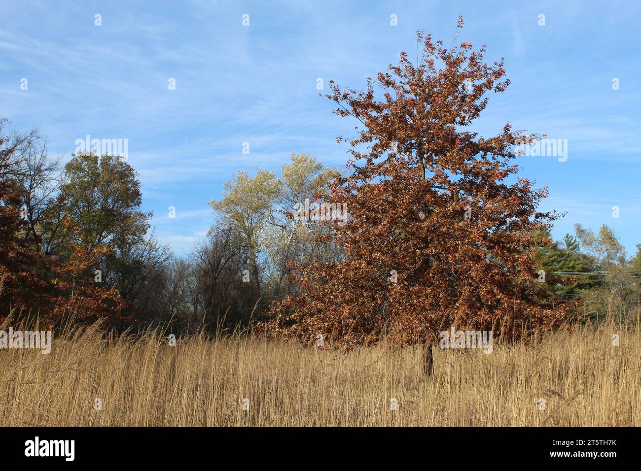 Spillo di quercia con foglie marroni in un prato a Iroquois Woods a Park Ridge, Illinois Foto Stock