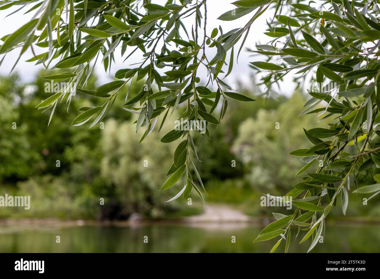 Rami di salice - lago a strapiombo - riflessi sull'acqua - scena naturale Foto Stock