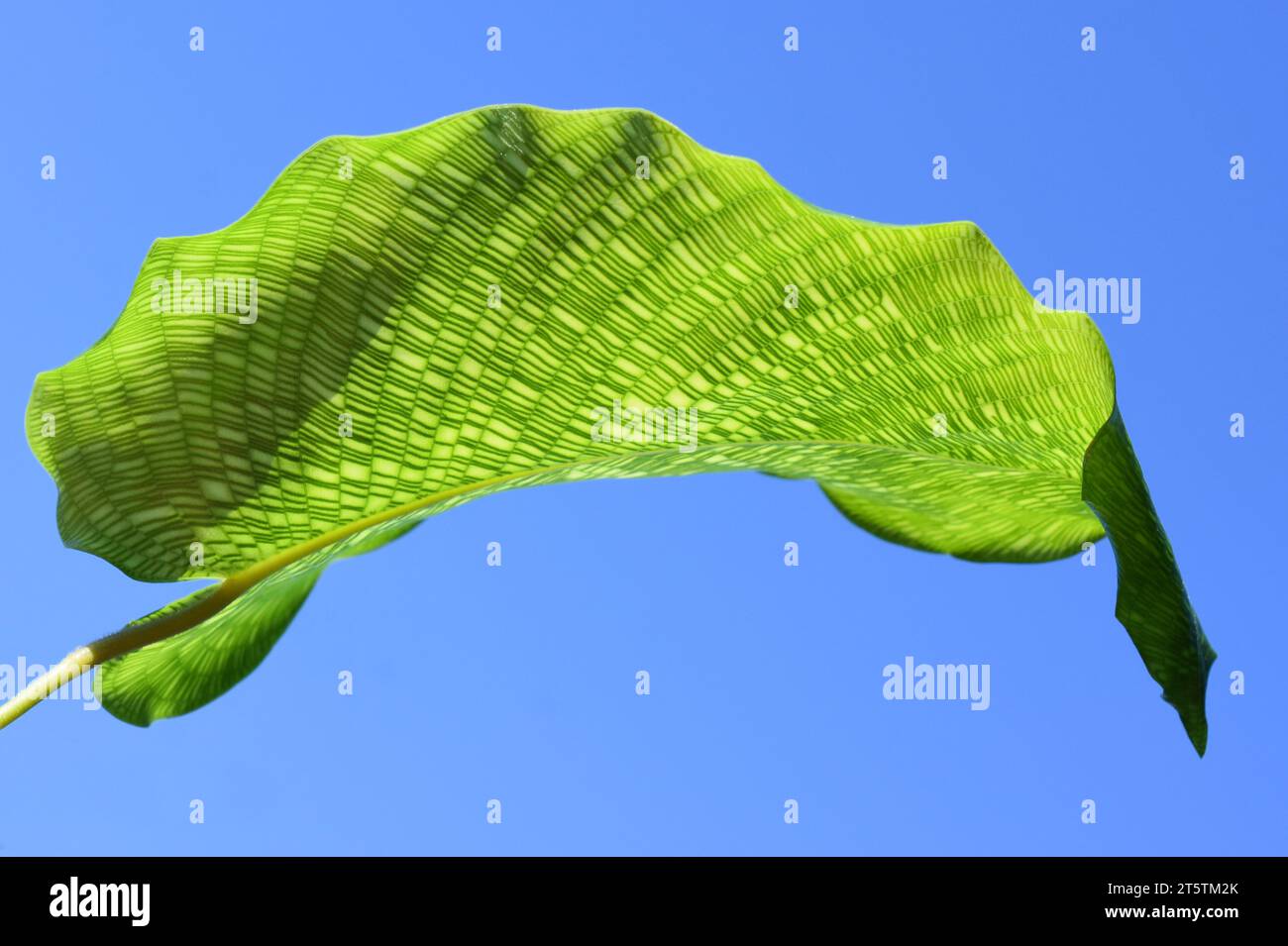 Primo piano sulla foglia verde a mosaico di Calathea musaica su sfondo blu Foto Stock