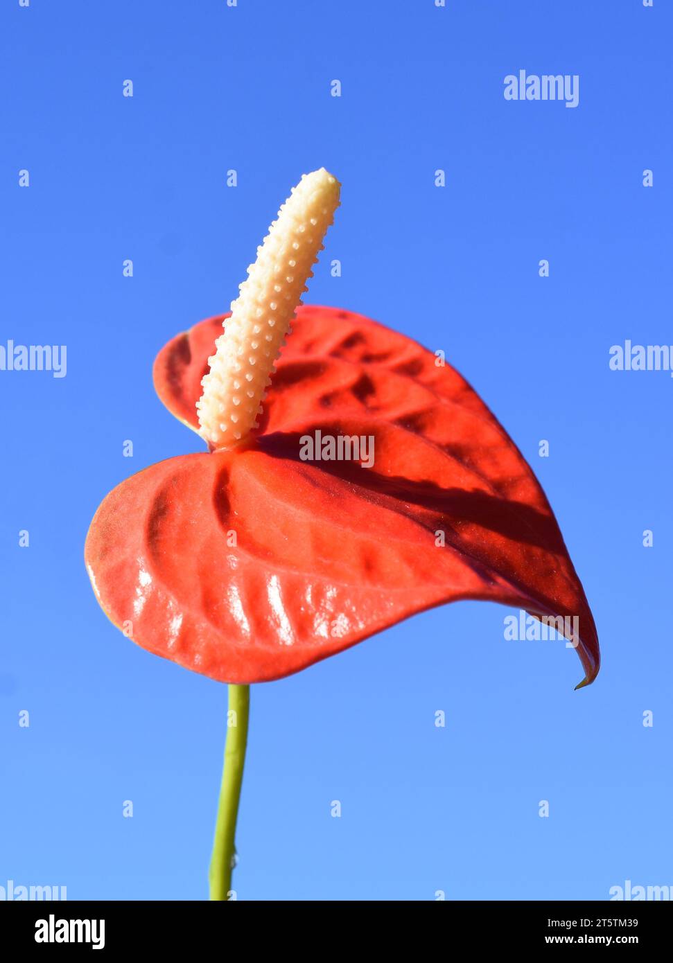 Fiore rosso Anthurium flamingo su sfondo blu Foto Stock