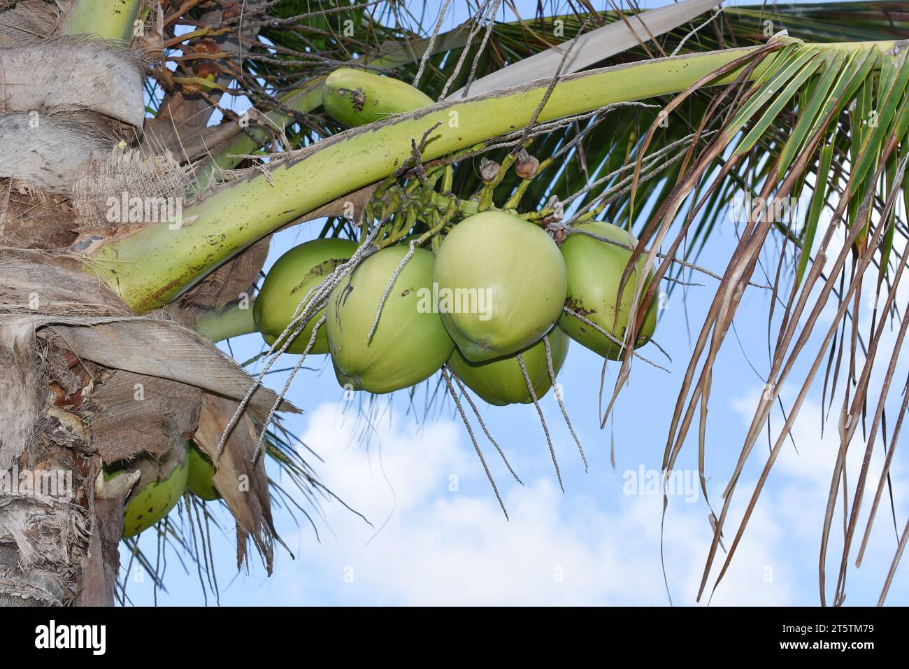 Giovani noci di cocco verdi non maturi appese alle palme da cocco Foto Stock