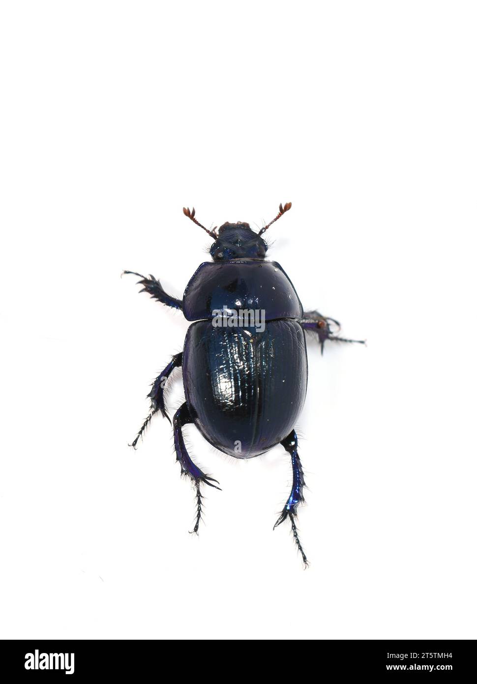 Lo scarabeo lucido del letame Anoplotrupes stercorosus isolato su sfondo bianco Foto Stock