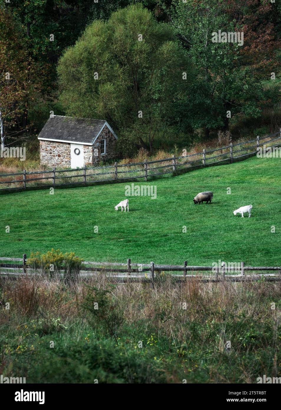 Animali da fattoria che pascolano in un lussureggiante pascolo verde. Foto Stock
