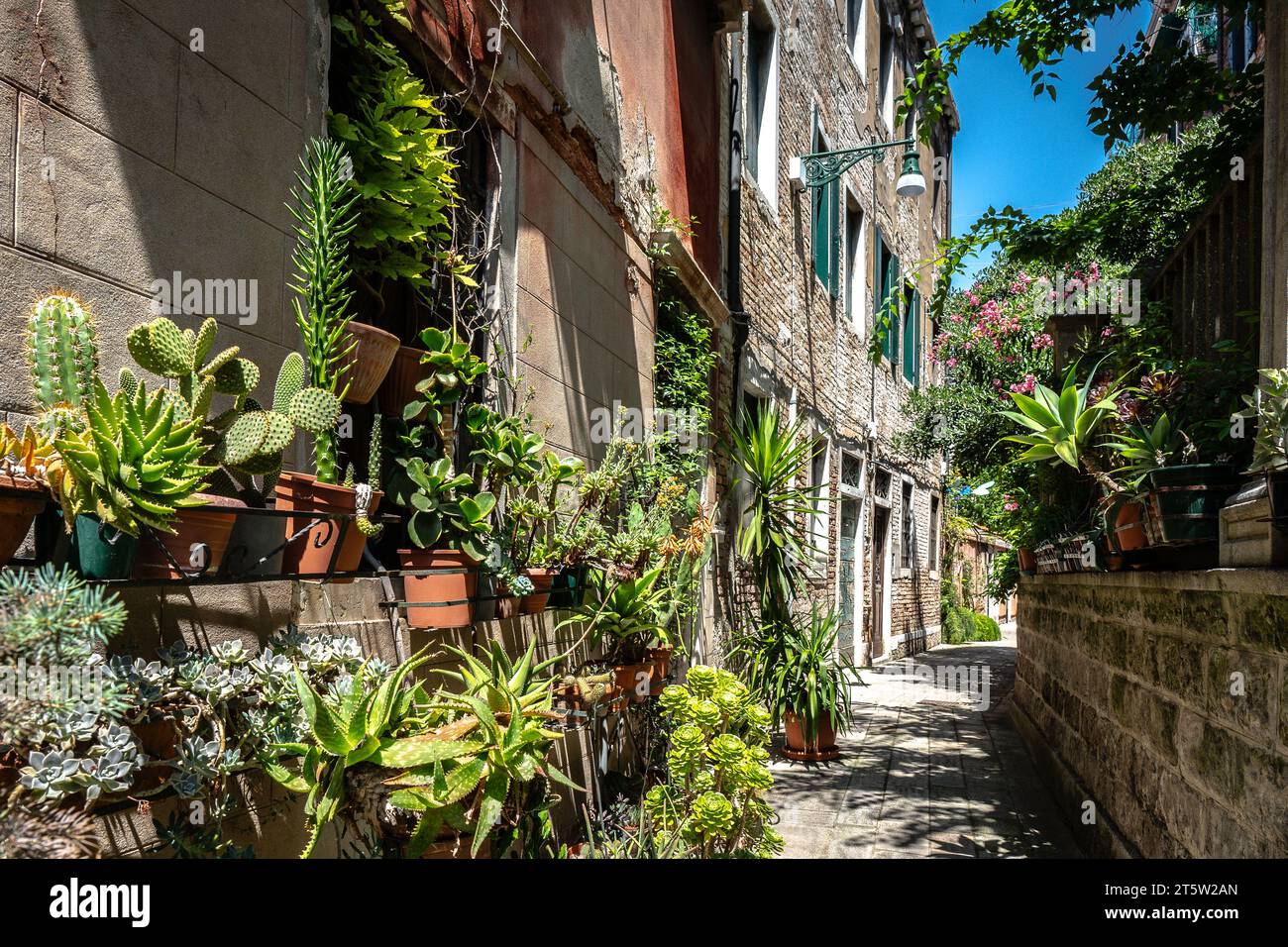 Edifici con piante in vaso a Venezia. Bella facciata con persiane. Marciapiede pavimentato Foto Stock