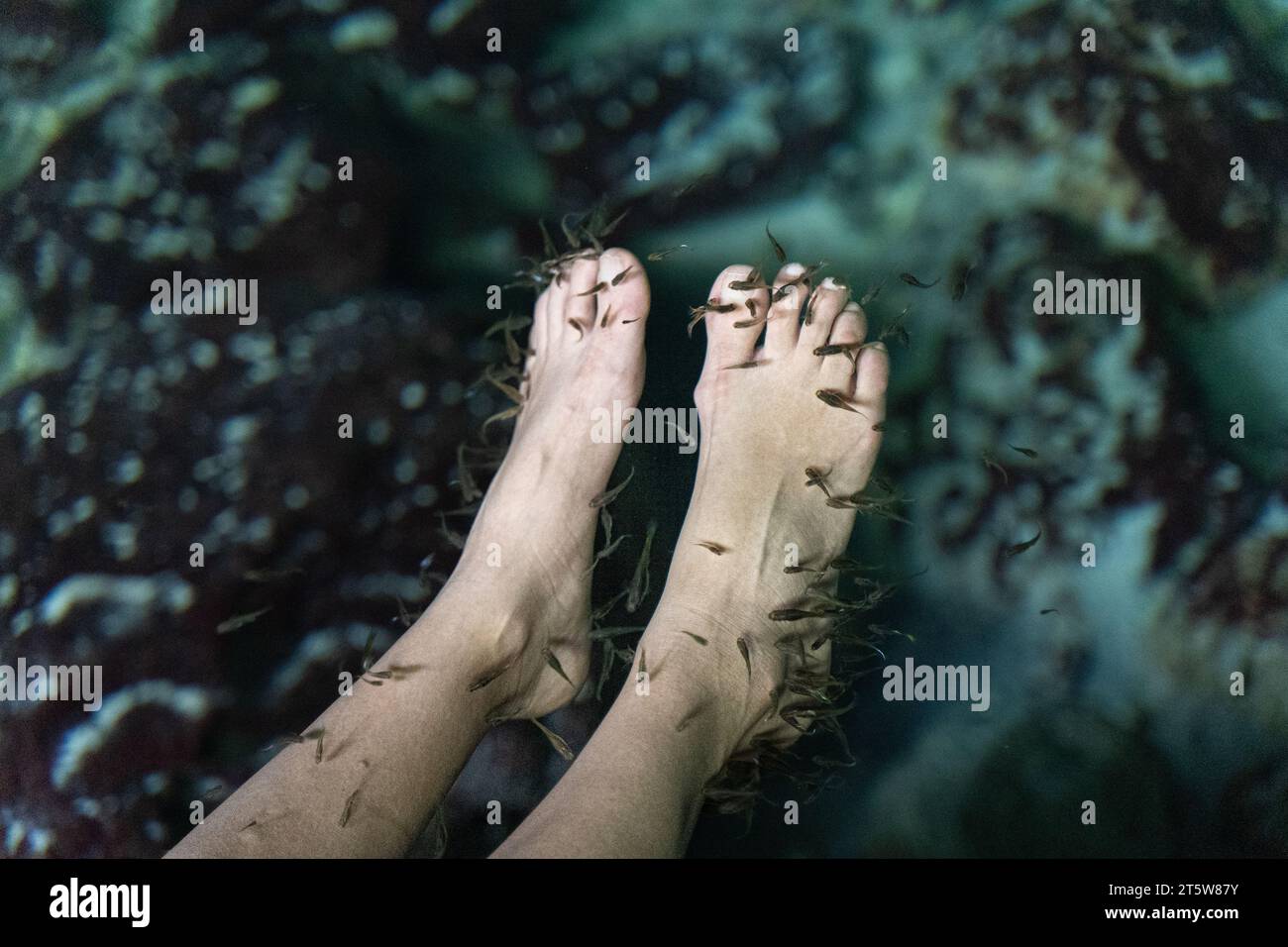 Vista ravvicinata dei bellissimi piedi in una pedicure di pesce ed esfoliazione nelle acque naturali Foto Stock