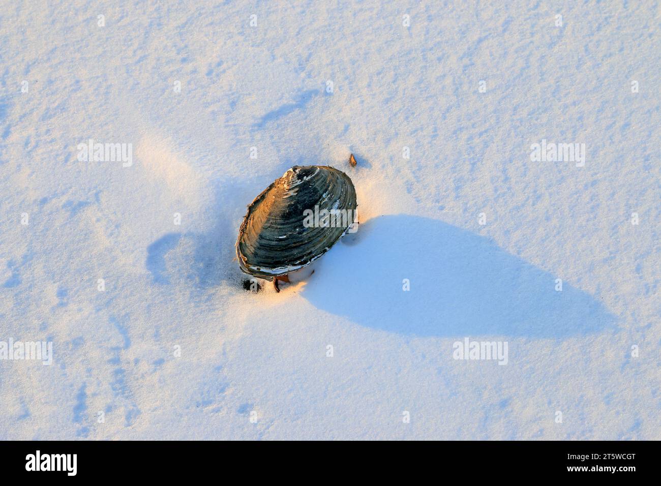 Conchiglie nella neve Foto Stock