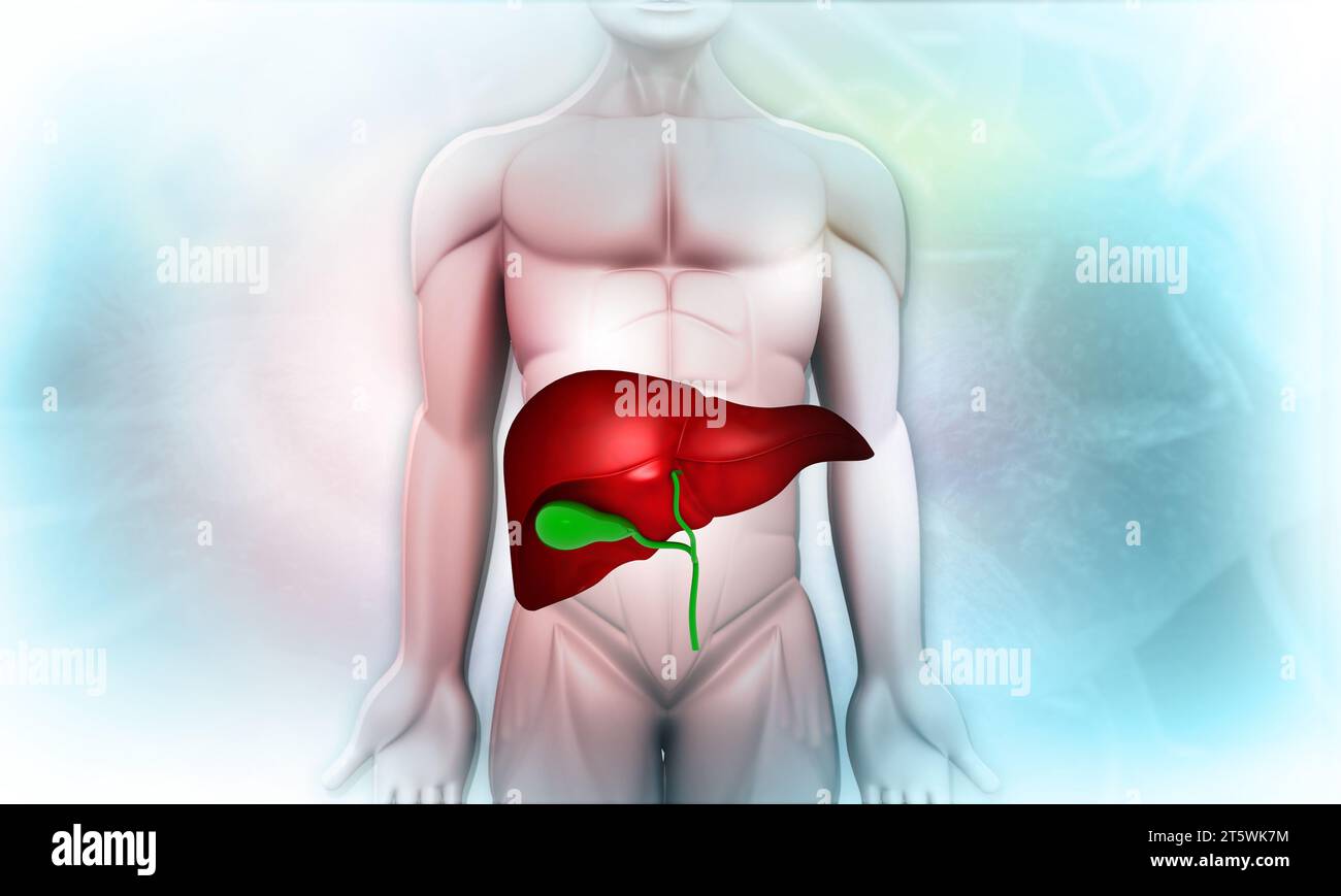 Corpo umano con fegato. illustrazione 3d. Foto Stock