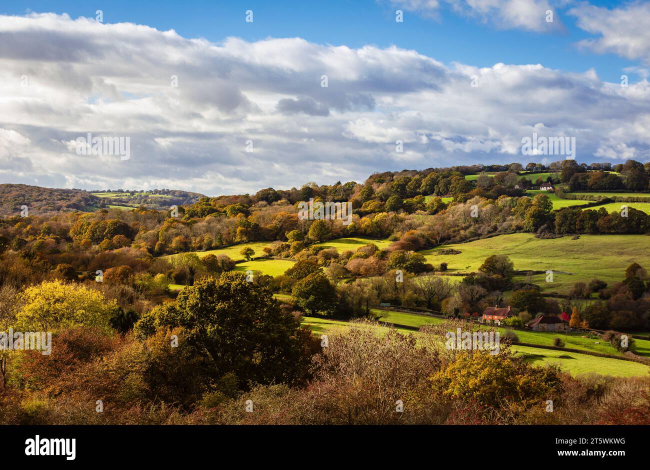 Splendida campagna autunnale e bosco sull'alto weald vicino a Burwash, Sussex orientale, Inghilterra sud-orientale, Regno Unito Foto Stock