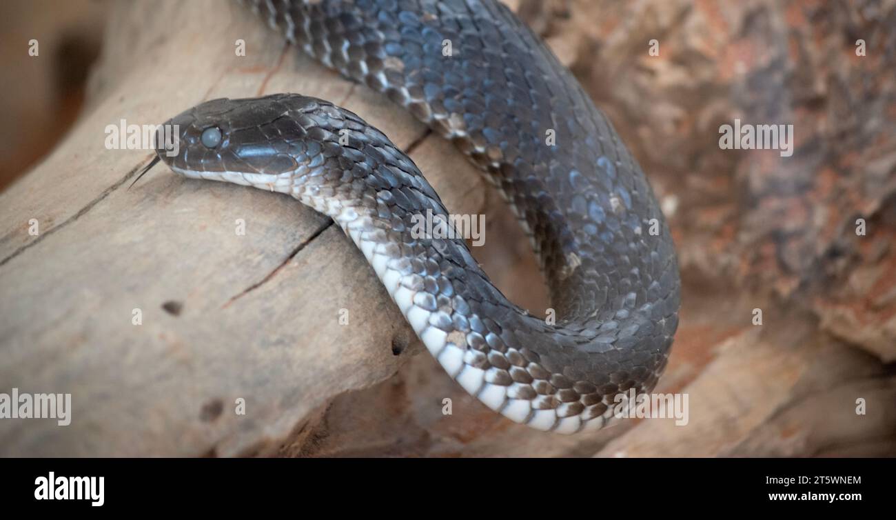 il serpente tigre sta scivolando sul ramo dell'albero Foto Stock