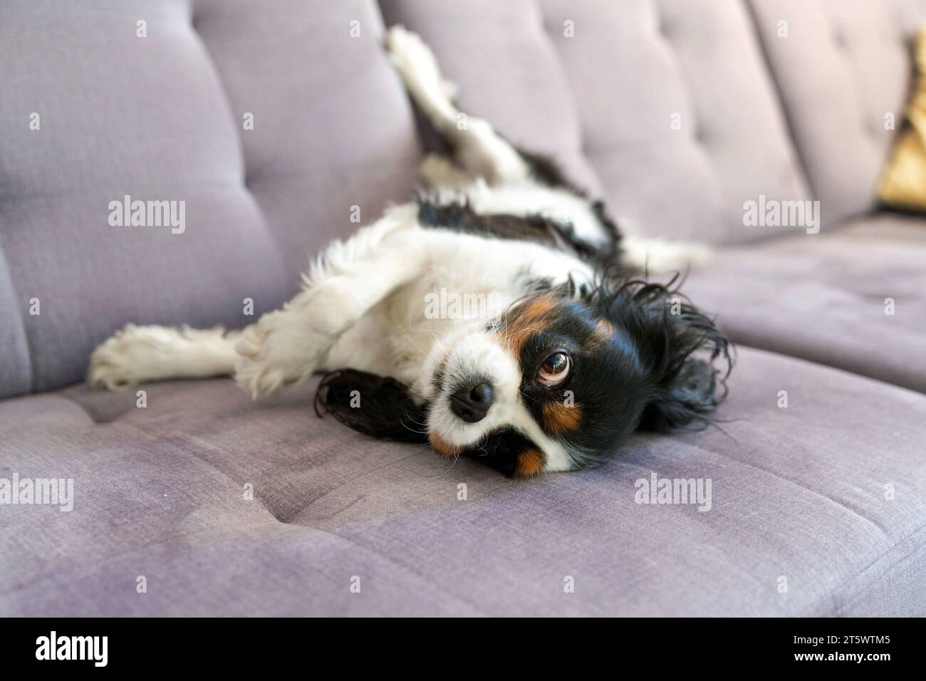Cane felice che si prende gioco del divano Foto Stock
