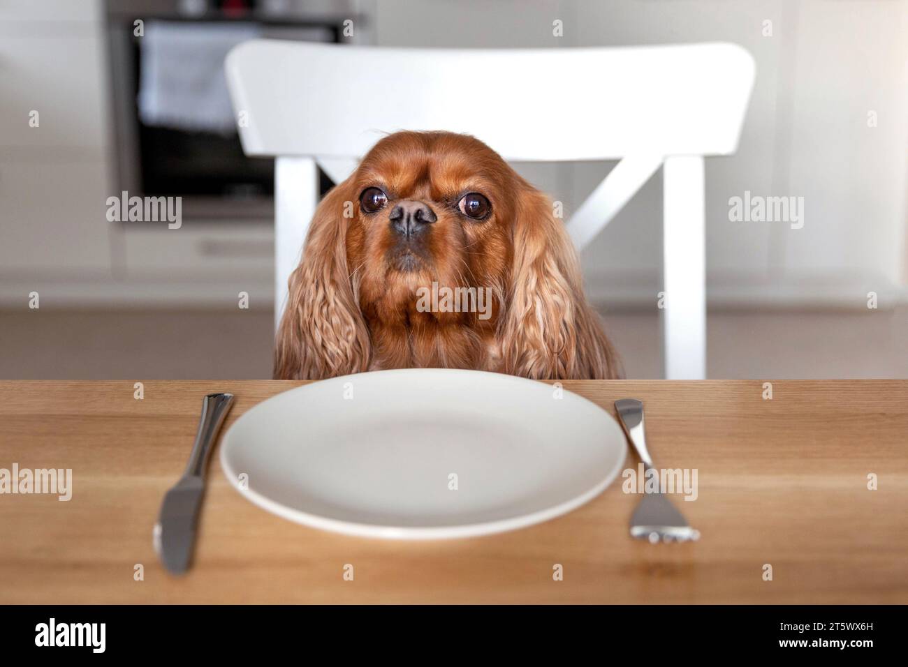 Ritratto di un simpatico cane in attesa del pasto dal tavolo della cucina Foto Stock