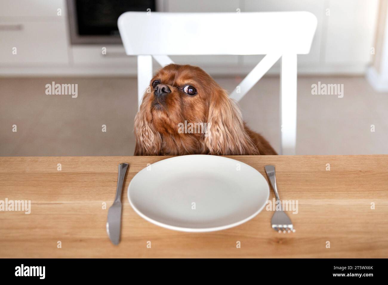 Ritratto di un simpatico cane in attesa del pasto dal tavolo della cucina Foto Stock