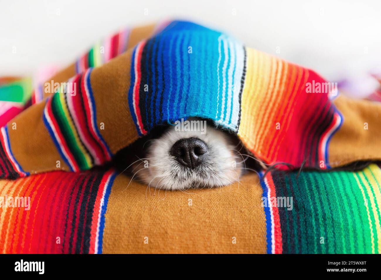 Carino cane che dorme sotto una coperta colorata che mostra il suo naso Foto Stock