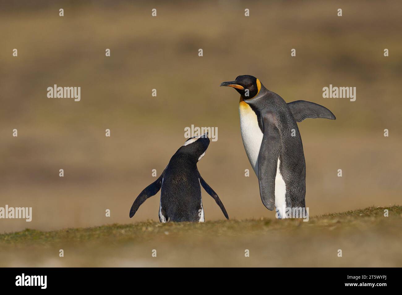 Alterco tra il Pinguino Re (Aptenodytes patagonicus) e il Pinguino Magellano (Spheniscus magellanicus) a Volunteer Point nelle Isole Falkland Foto Stock