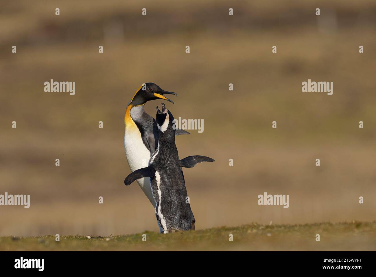Alterco tra il Pinguino Re (Aptenodytes patagonicus) e il Pinguino Magellano (Spheniscus magellanicus) a Volunteer Point nelle Isole Falkland Foto Stock