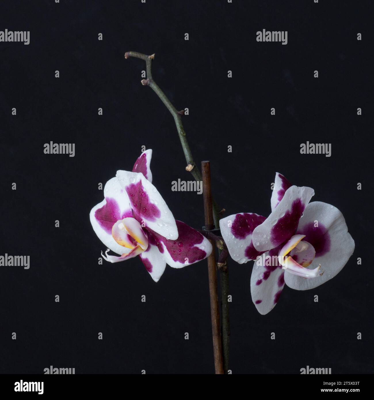 Orchidea ultravioletta con gocce d'acqua su sfondo scuro Foto Stock