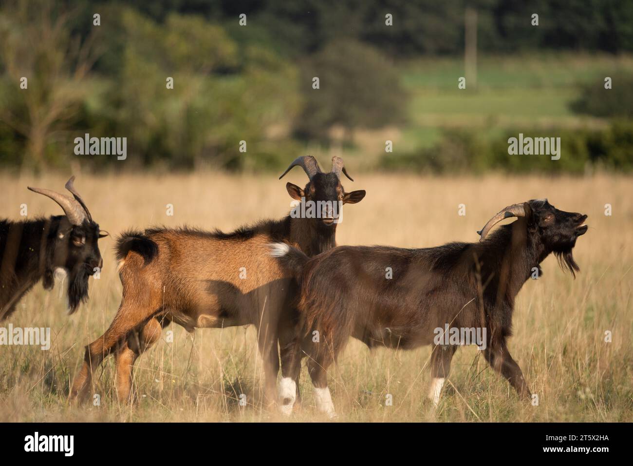 Mandria di razze caprine ungheresi (capra aegagrus hircus) nel pascolo al tramonto. Foto Stock