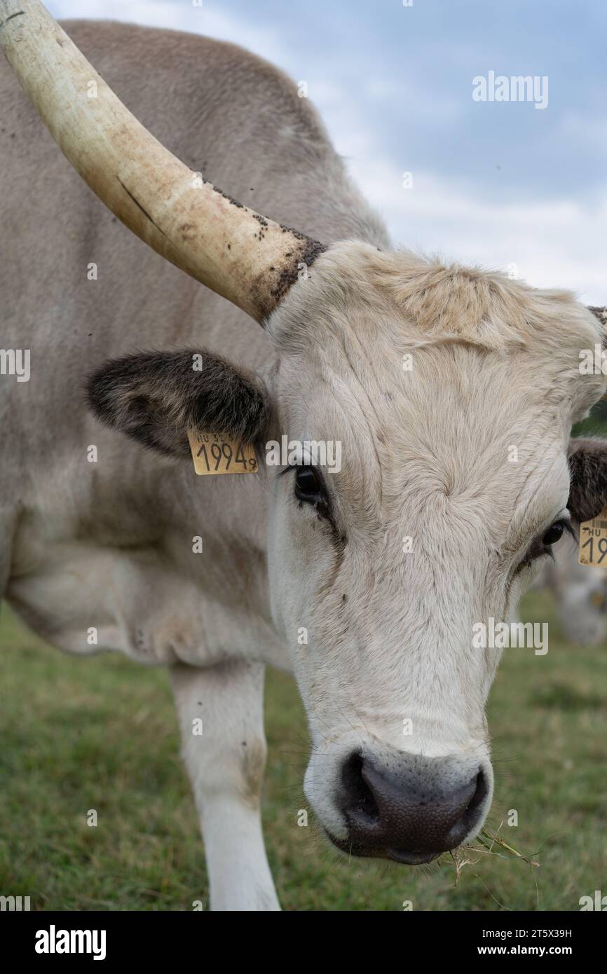 Primo piano di un bovino grigio ungherese (Bos primigenius taurus hungaricus). Foto Stock