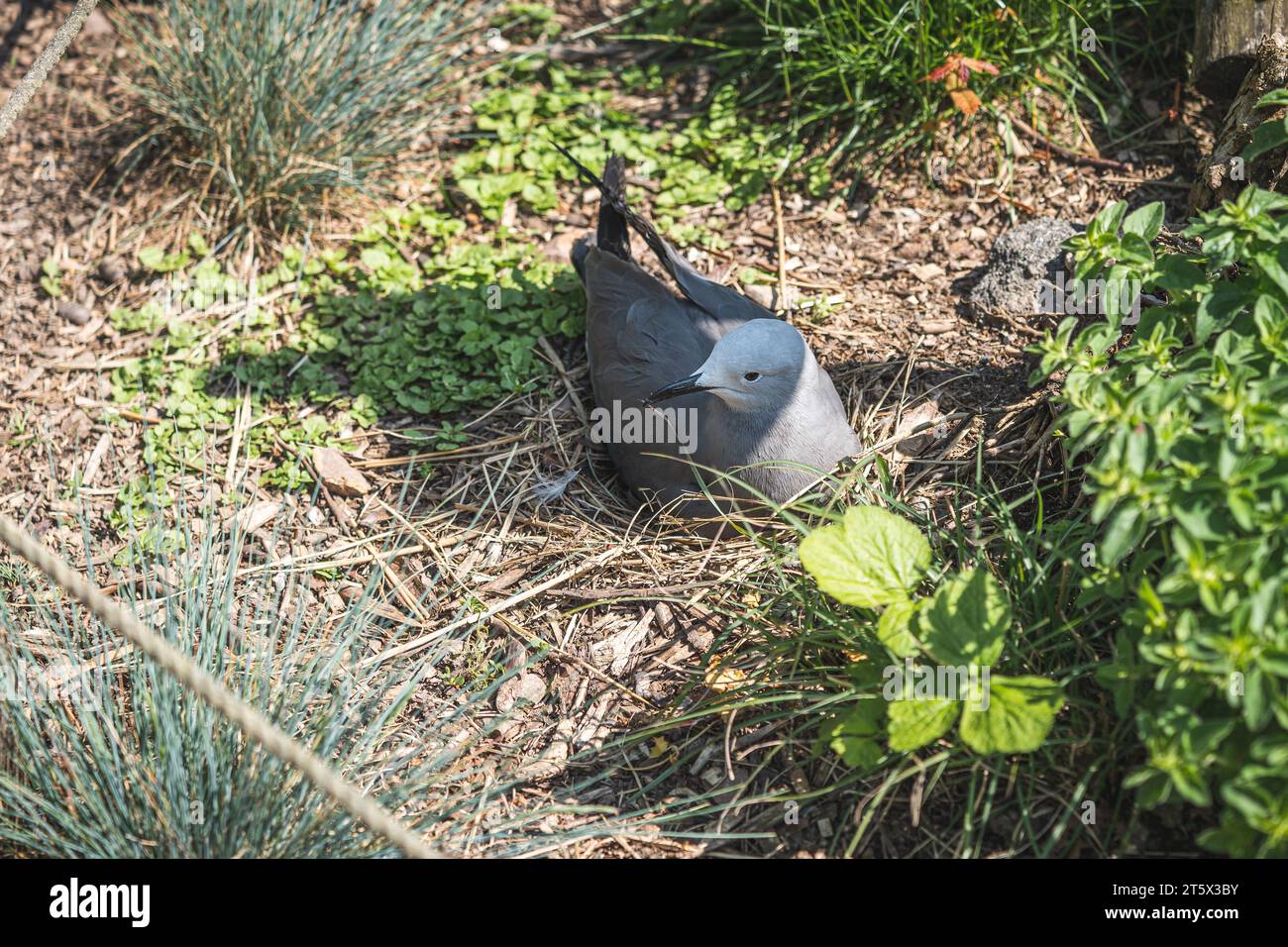 Eine Graumöwe liegt auf dem Boden und brütet. 25.05.2023 Foto Stock