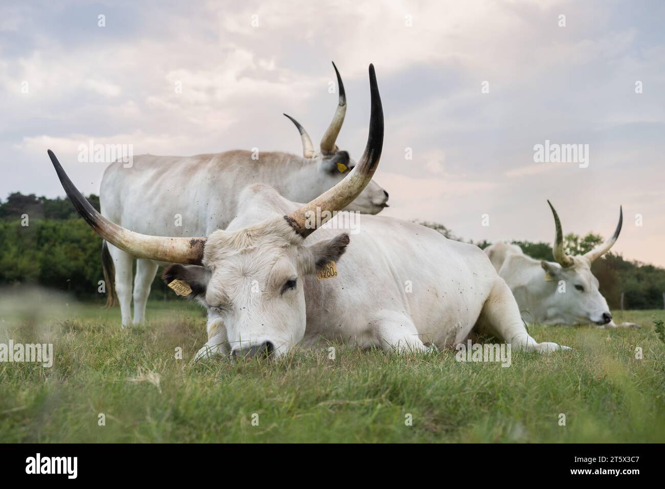 Le razze grigie ungheresi (Bos primigenius taurus hungaricus) si stendono e riposano nel prato nell'erba. Foto Stock
