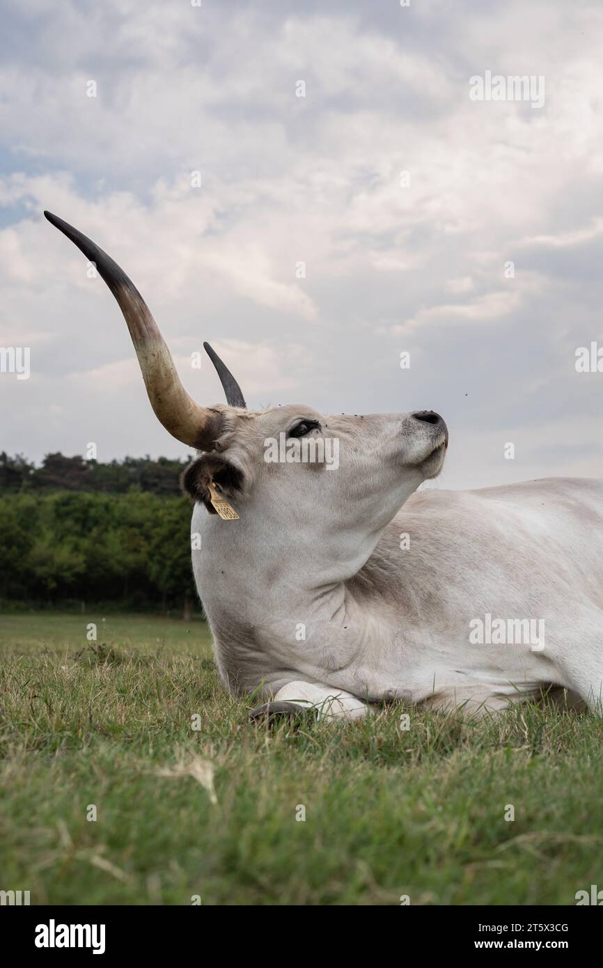Il bestiame grigio ungherese (Bos primigenius taurus hungaricus) riposa nel pascolo. Foto Stock