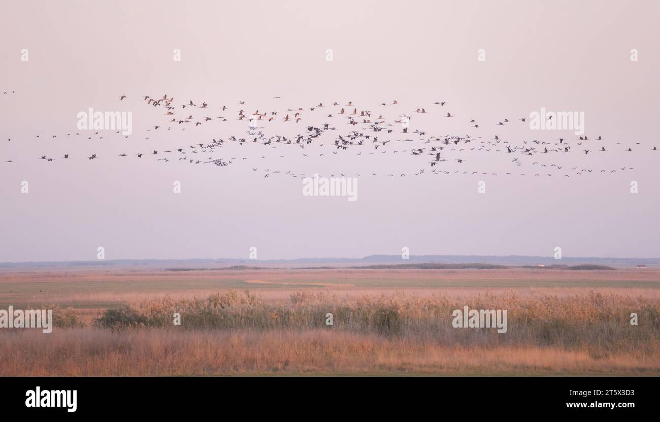 Migrazione di gru (Grus grus) a Hortobágy, Ungheria. Foto Stock