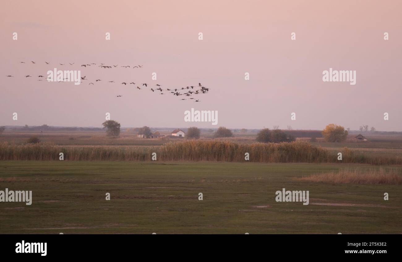 Migrazione di gru (Grus grus) a Hortobágy, Ungheria. Campagna sullo sfondo. Foto Stock