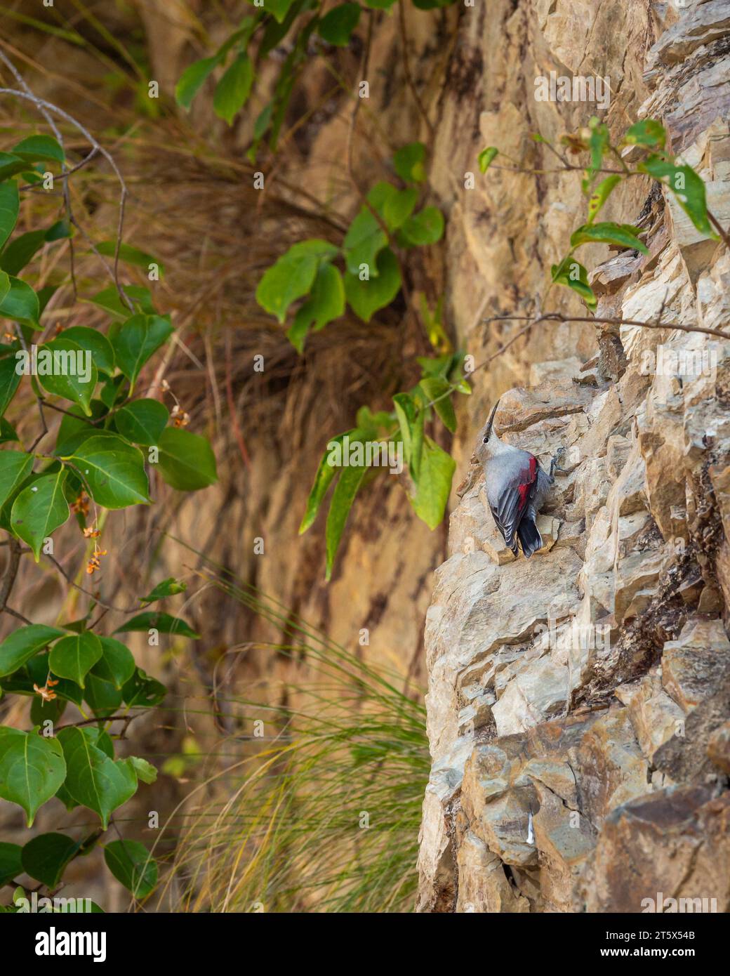 Wallcreeper o Tichodroma muraria piccolo uccello passerino sulle alte montagne ai piedi dell'himalaya durante la stagione invernale uttarakhand india Foto Stock