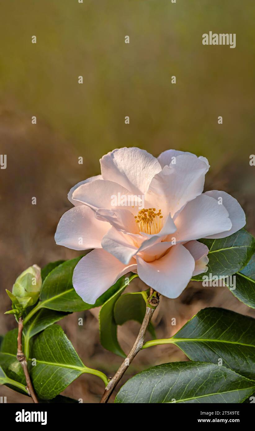 Primo piano di una camelia Japonica Magnoliaeflora rosa tenue, fiore Syn.Hagoromo 1695 a Landschloss Zuschendorf, Sassonia, Germania Foto Stock