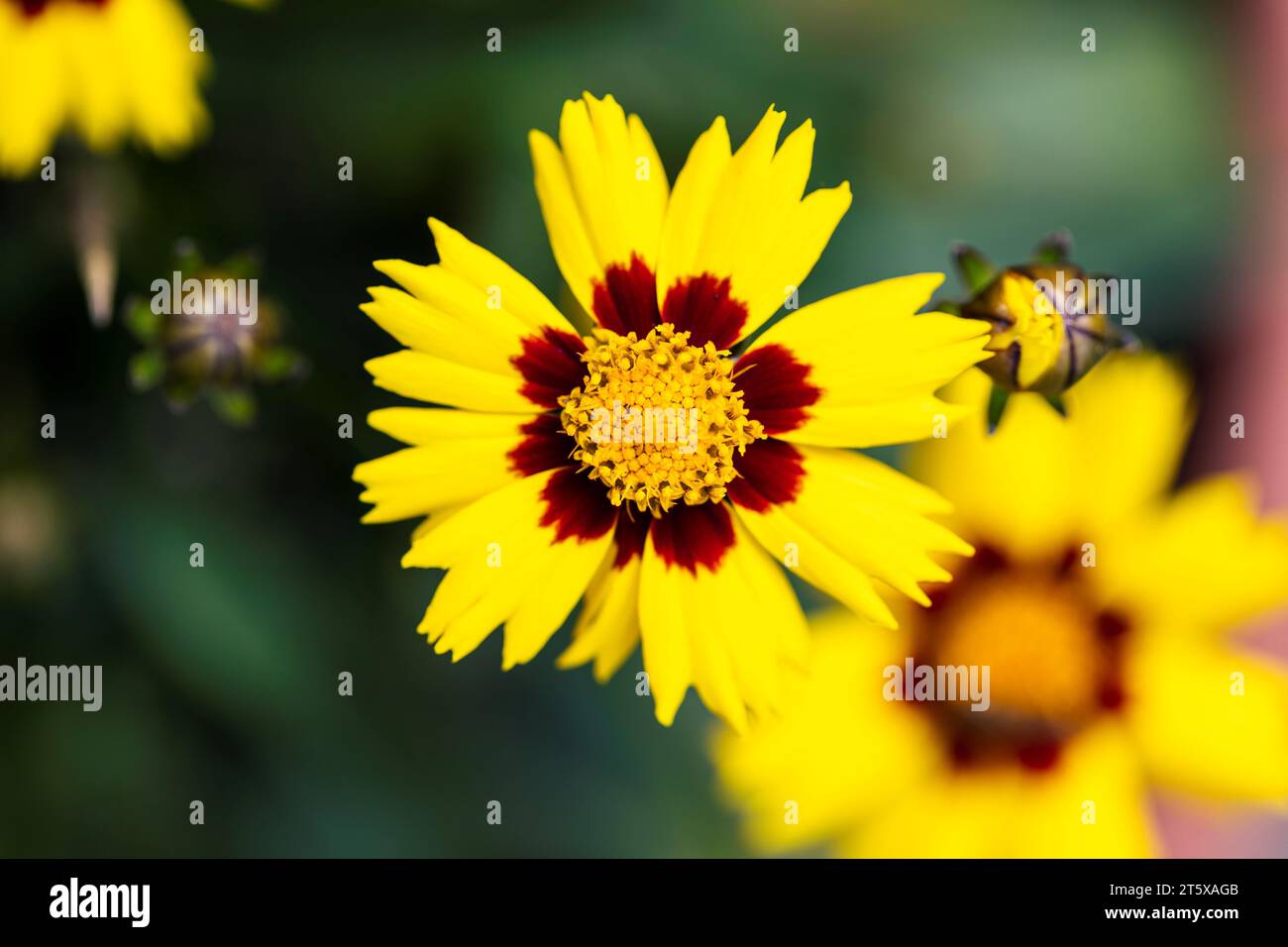 Un ritratto a bassa profondità di campo di più splendidi fiori coreopsis. L'incantato fiore di vigilia ha un rosso con petali gialli e un nucleo giallo e. Foto Stock