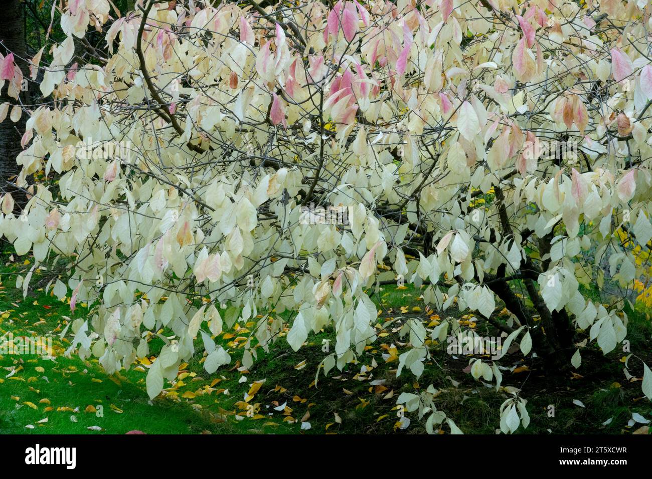 Orixa japonica Giapponese foglie di arbusto bianco Giardino autunnale vegetale colore autunnale Foliage Orixa Orixa Giapponese Celastrus japonica Giardino di ottobre Foto Stock
