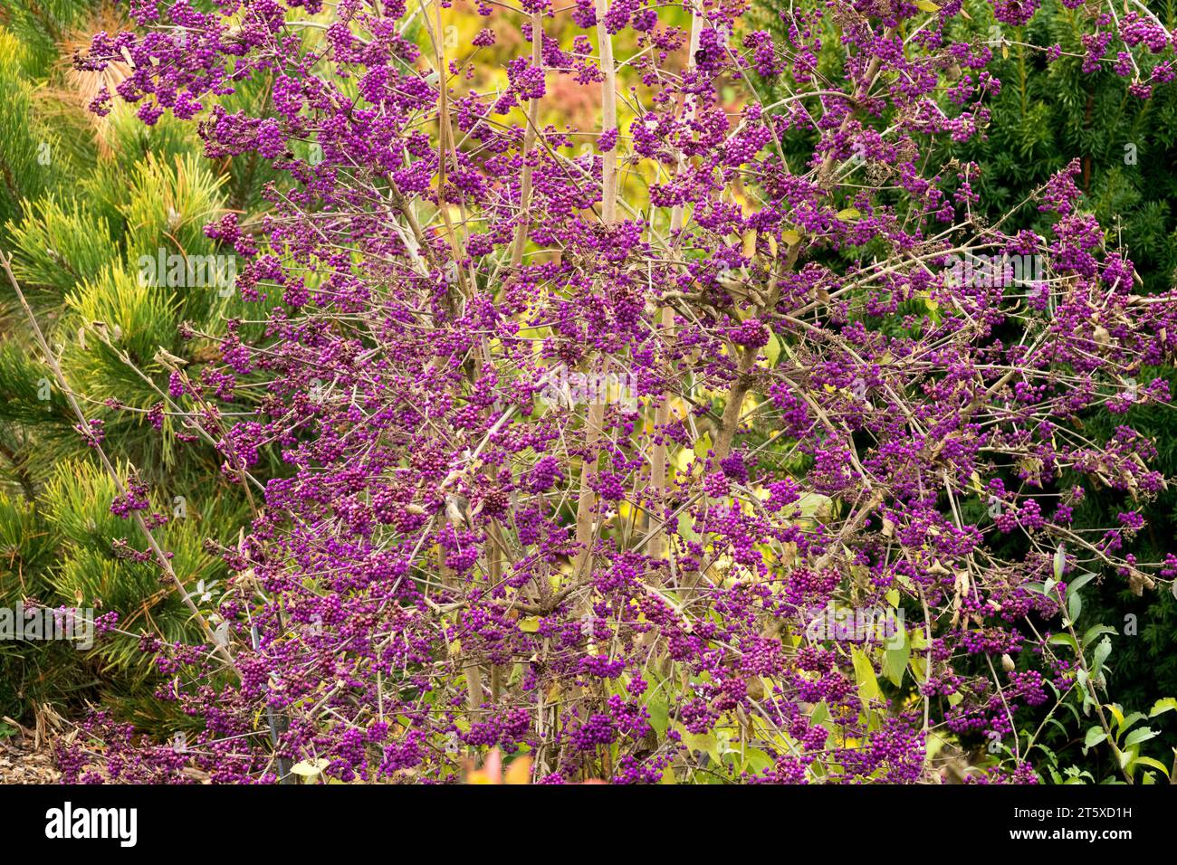 Viola, Beautyberry, Callicarpa bodinieri giraldii 'profusion', autunno, frutti di bosco, su un arbusto in giardino, senza foglie Foto Stock