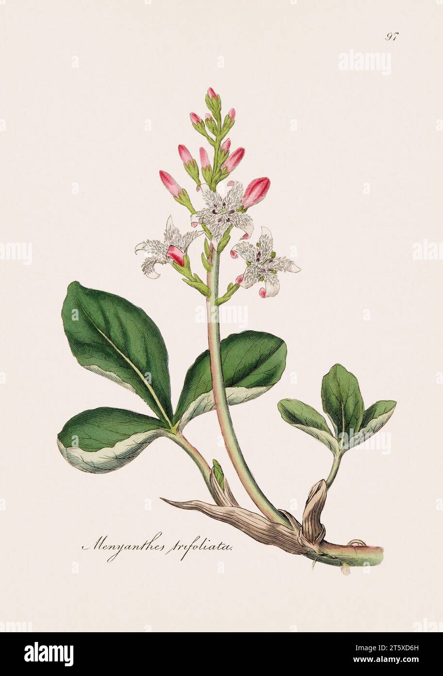 Bogbean. Illustrazione botanica: Antiche opere d'arte botanica medica di un piatto di libri botanici del XIX secolo. Foto Stock