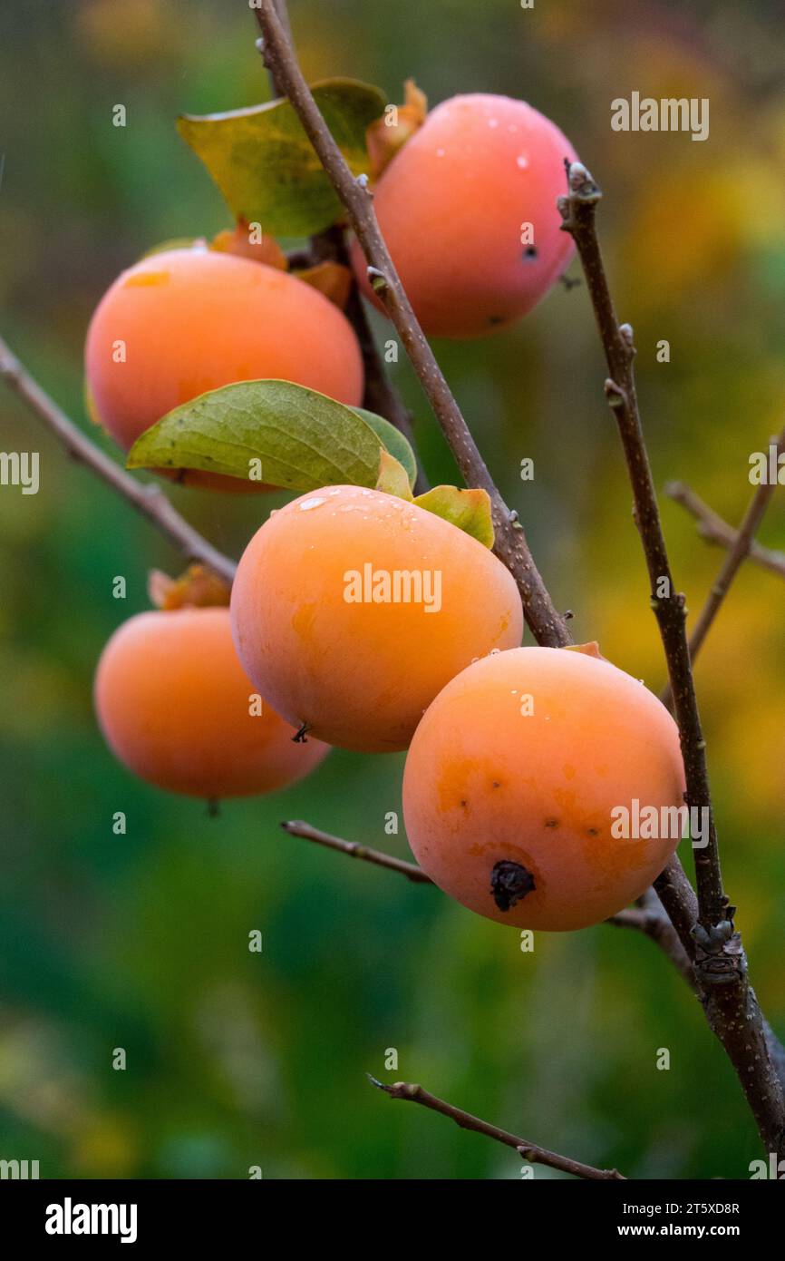 Cachi americani, frutta, Diospyros virginiana, cachi maturi, su un ramo d'albero Foto Stock
