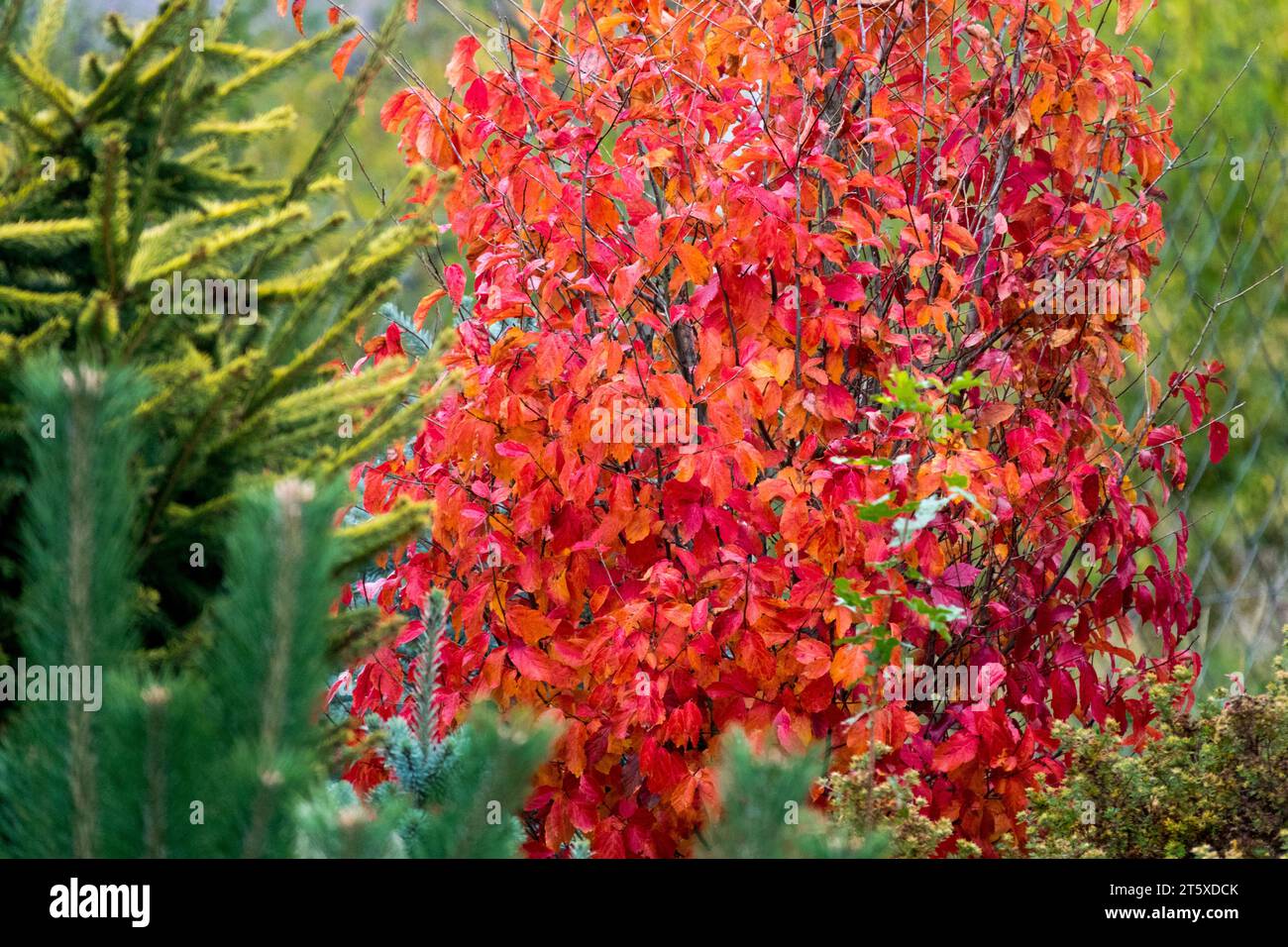 Persiano Strega Hazel, Persiano Ironwood, Irontree, Autunno, colori, autunnale, giardino, Parrotia persica "Persiano guglia" foglie albero fogliame Foto Stock