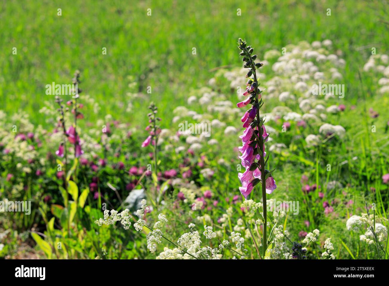 Digitalis purpurea, il Foxglove o il foxglove comune che crescono nel prato a giugno. La pianta tossica è la fonte originale della medicina del cuore Digoxin. Foto Stock
