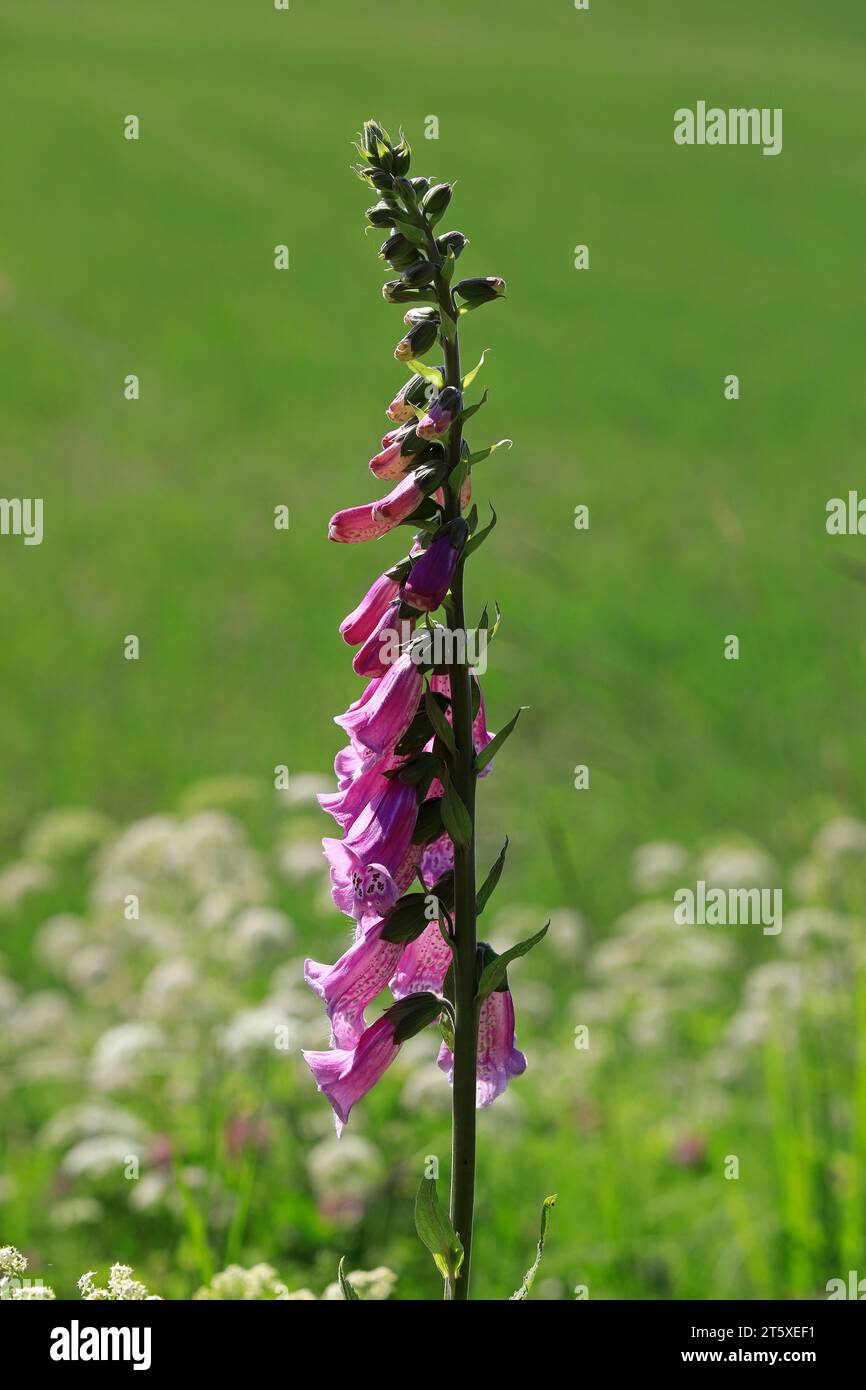 Digitalis purpurea, il Foxglove o il foxglove comune che crescono nel prato a giugno. La pianta tossica è la fonte originale della medicina del cuore Digoxin. Foto Stock